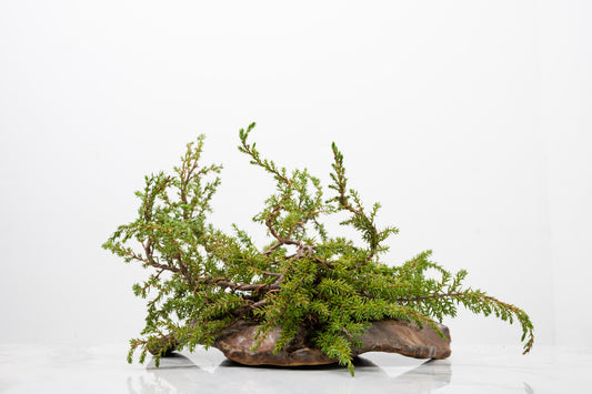 Juniper -Juniperus communis - Bonsai  - 28cm Abstract Ember Brown Vessel