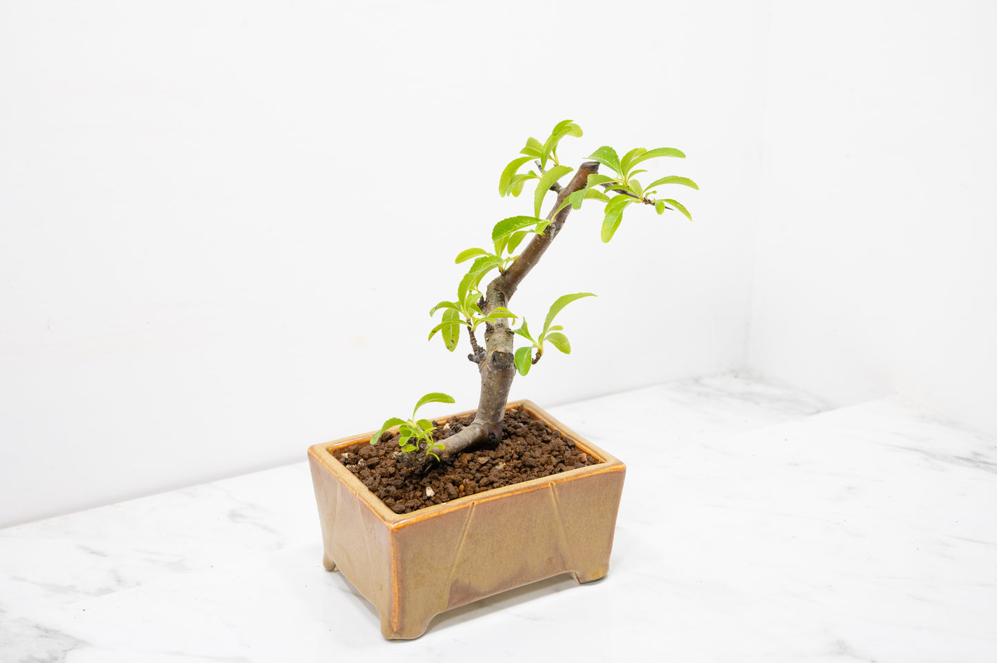 Pyracantha Bonsai Tree