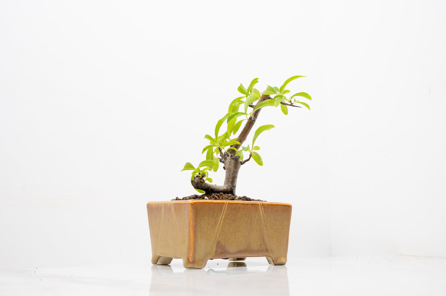 Pyracantha Bonsai Tree