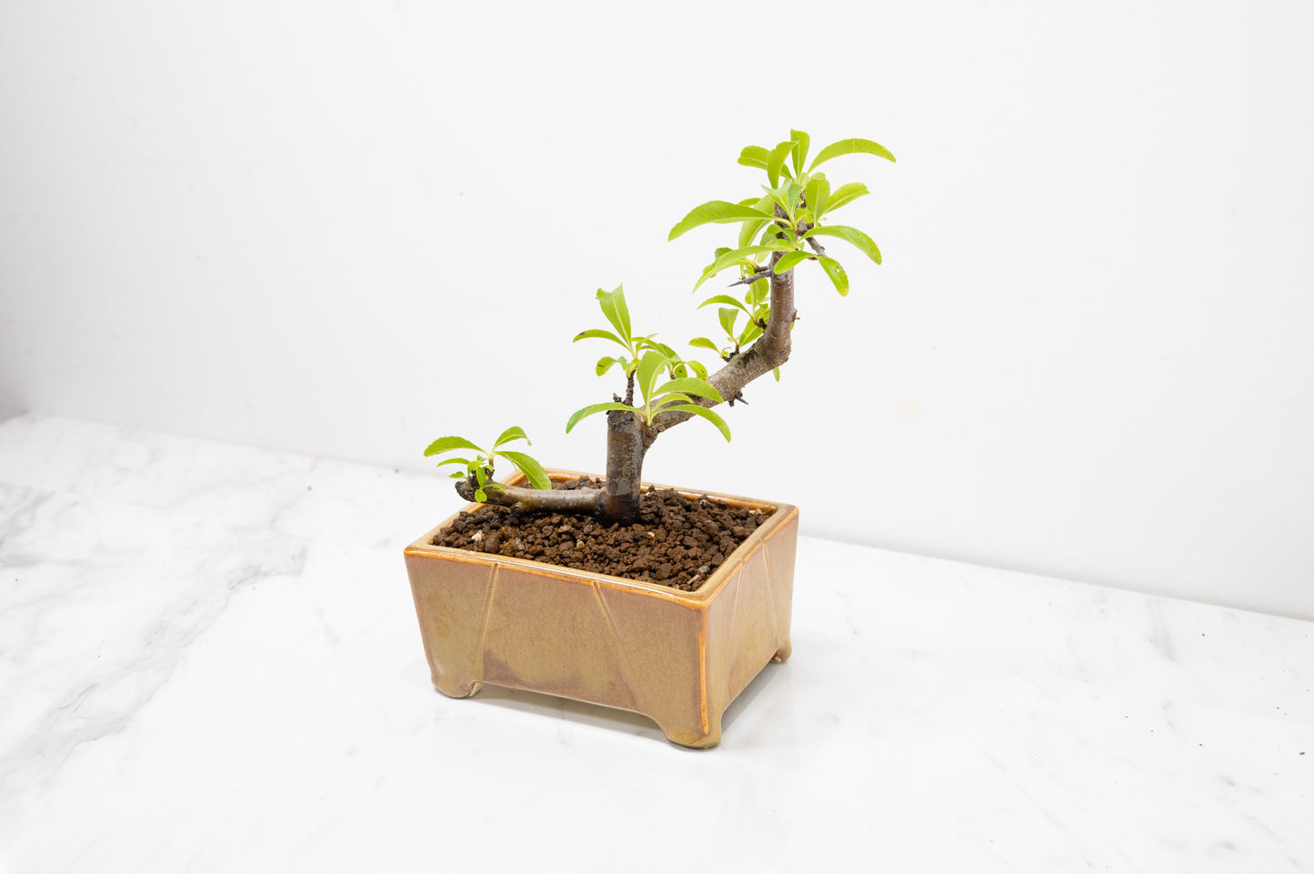 Pyracantha Bonsai Tree