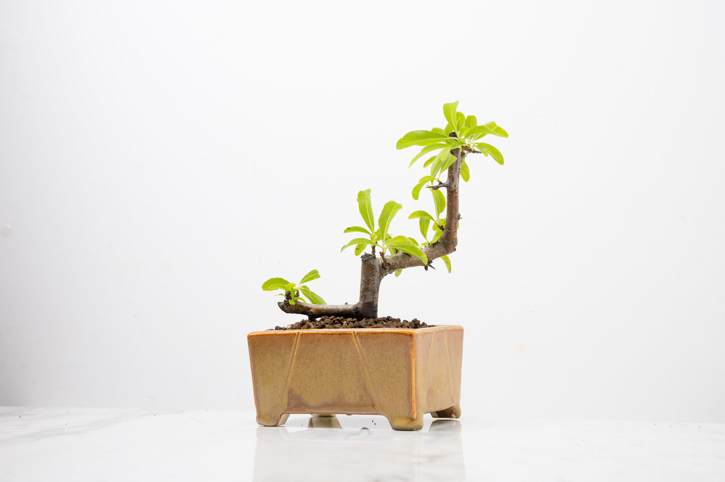 Pyracantha Bonsai Tree