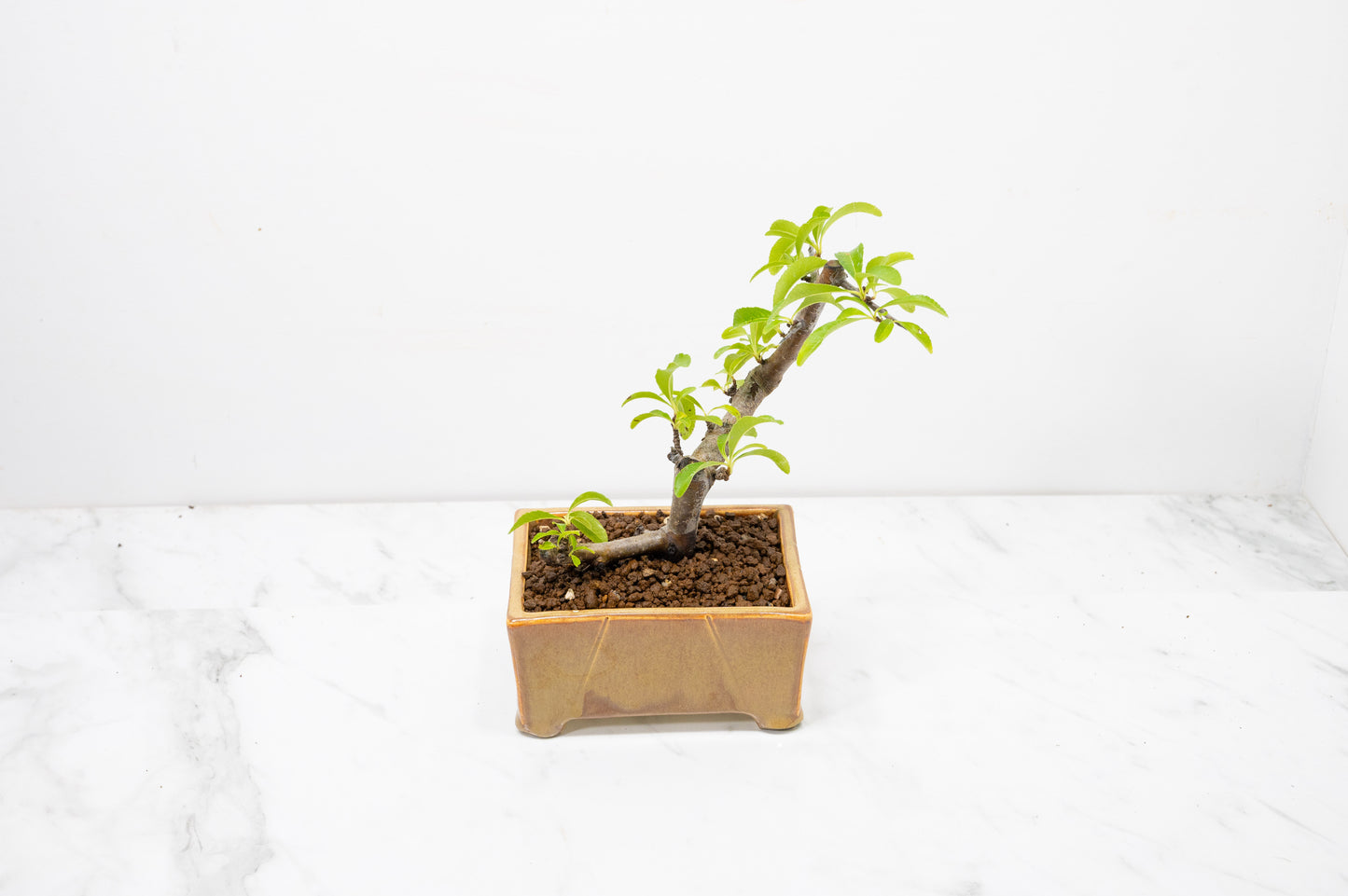 Pyracantha Bonsai Tree