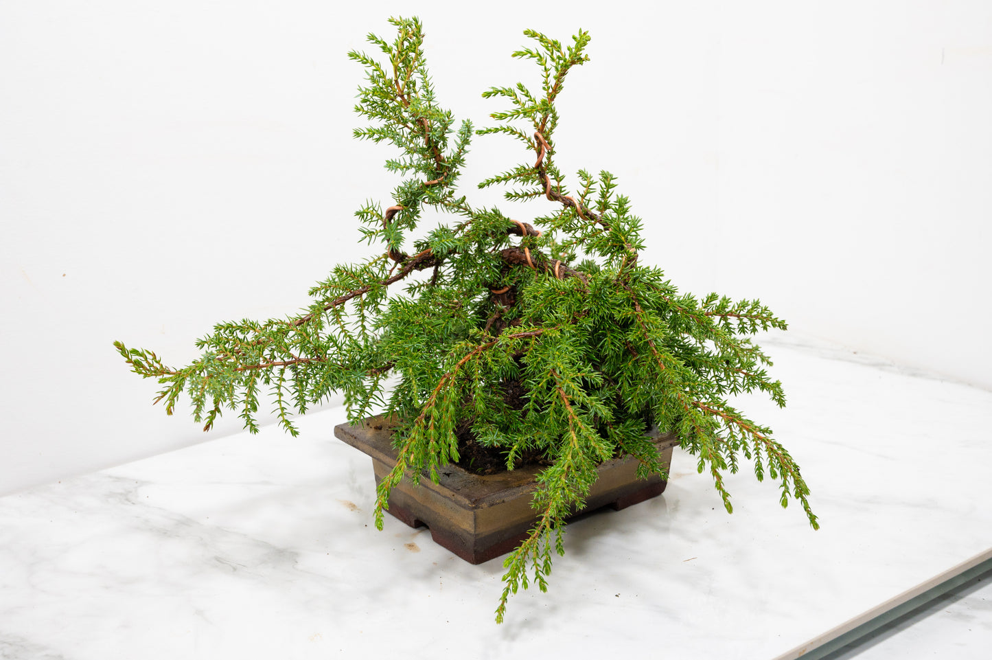 Juniper -Juniperus communis - Bonsai  - 17.5cm Tundra Large Rimmed Dish