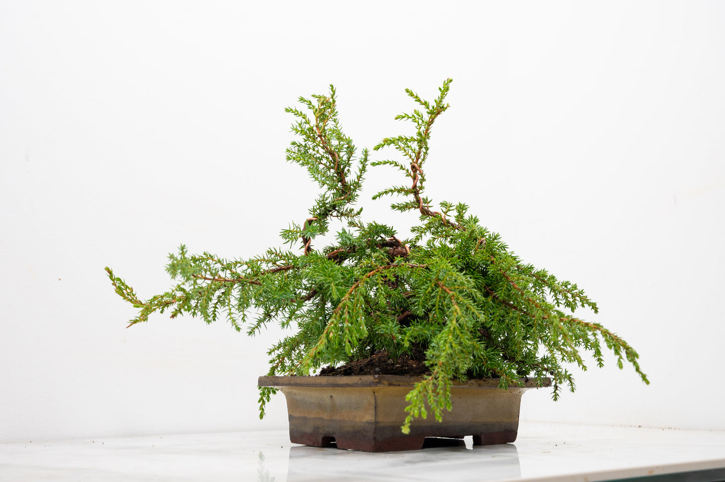 Juniper -Juniperus communis - Bonsai  - 17.5cm Tundra Large Rimmed Dish