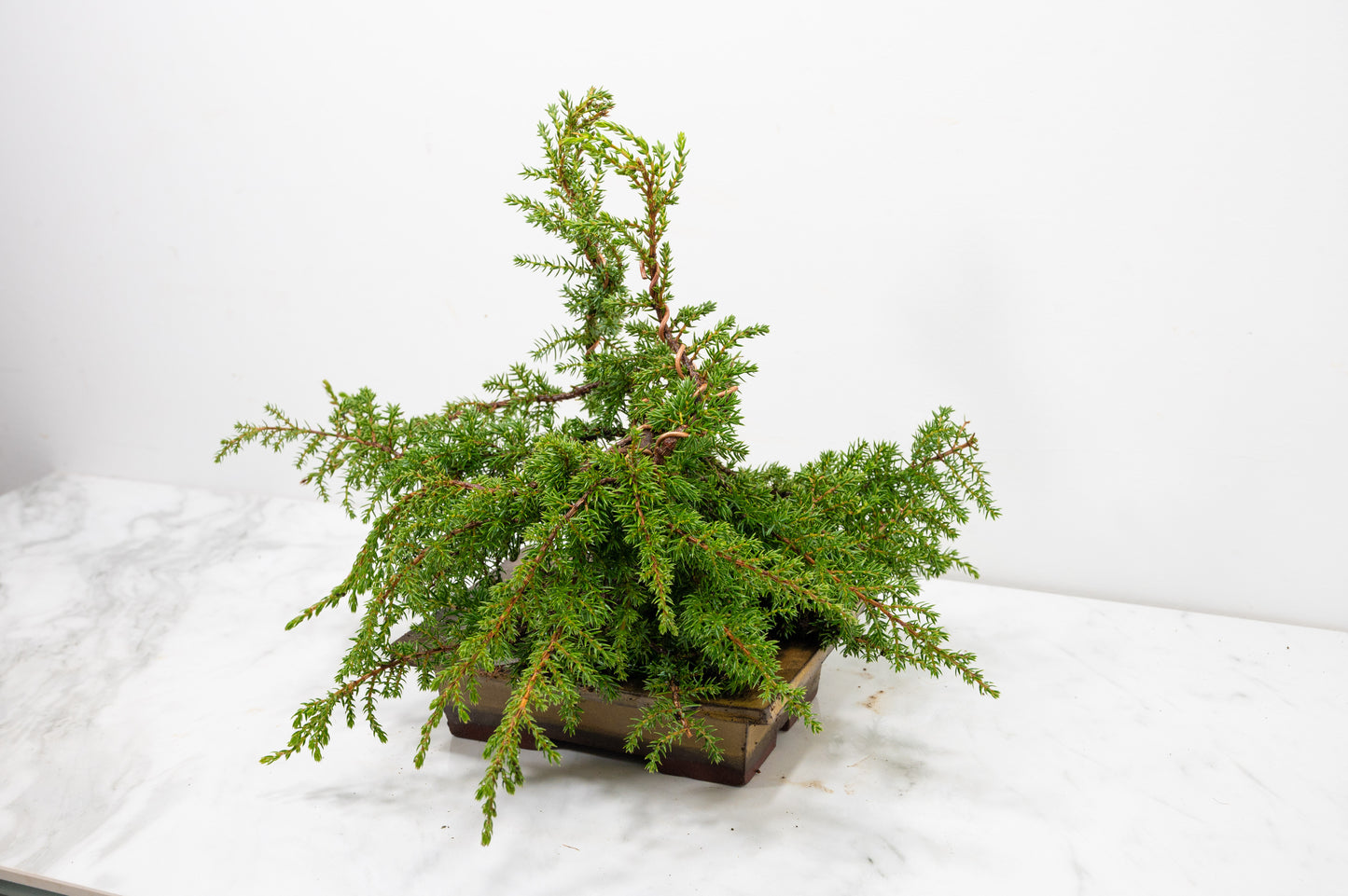Juniper -Juniperus communis - Bonsai  - 17.5cm Tundra Large Rimmed Dish