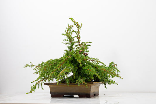 Juniper -Juniperus communis - Bonsai  - 17.5cm Tundra Large Rimmed Dish