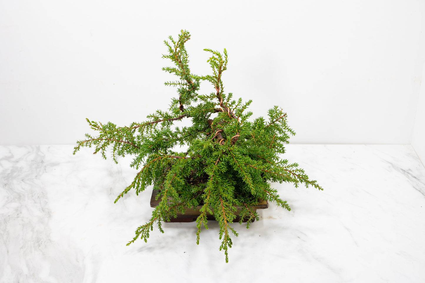 Juniper -Juniperus communis - Bonsai  - 17.5cm Tundra Large Rimmed Dish