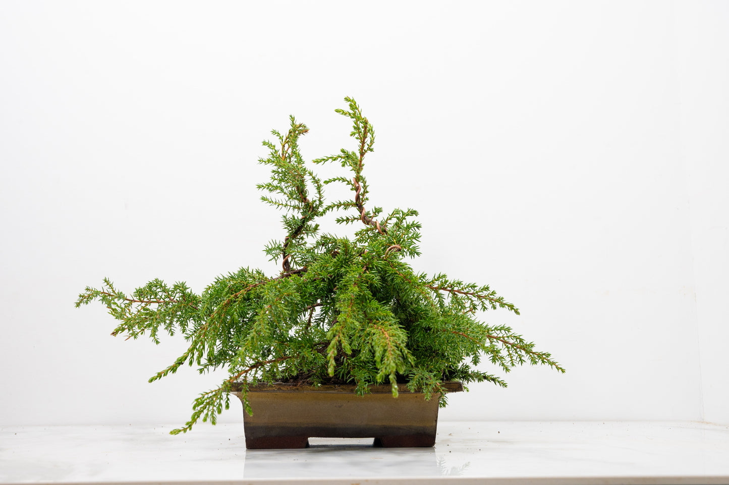 Juniper -Juniperus communis - Bonsai  - 17.5cm Tundra Large Rimmed Dish