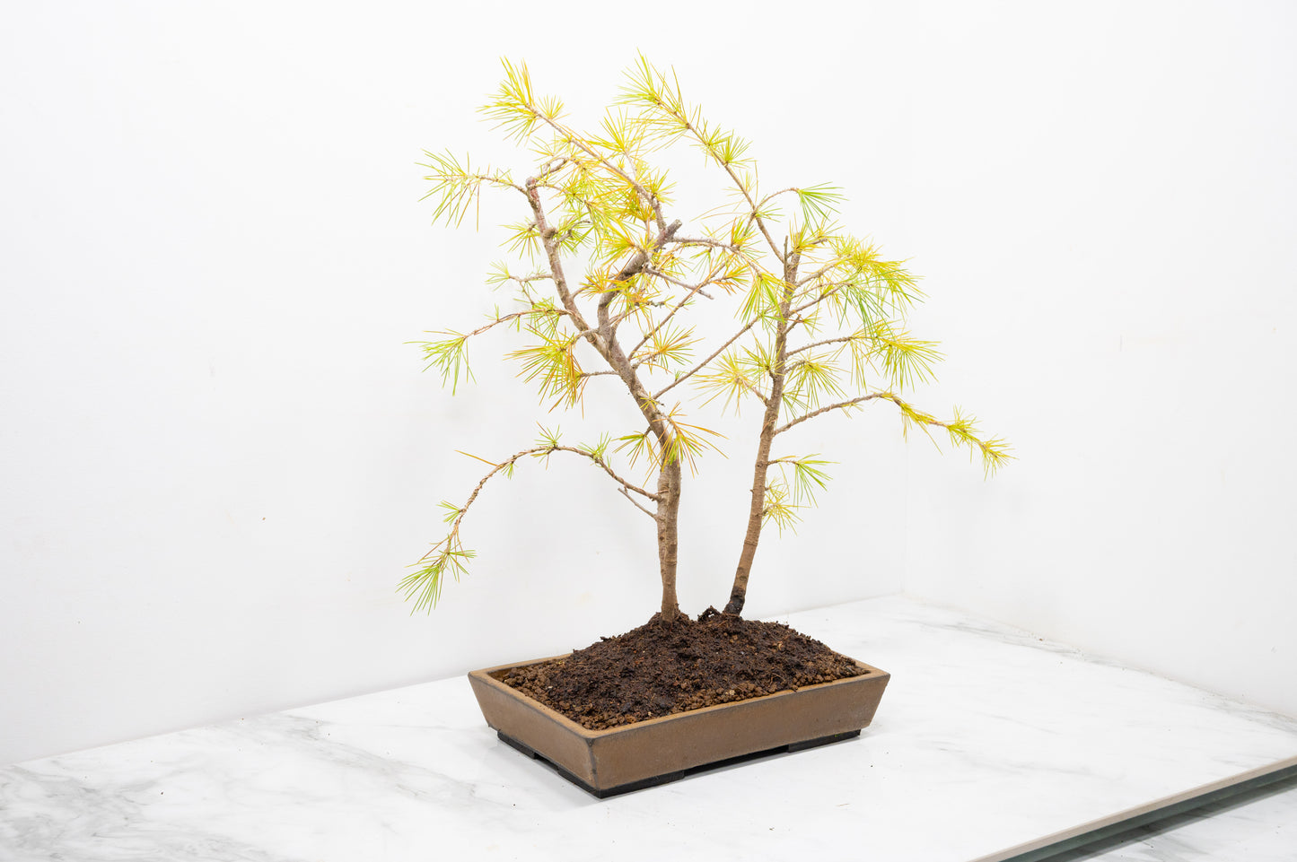 Deodar Cedar Group  Bonsai Planting