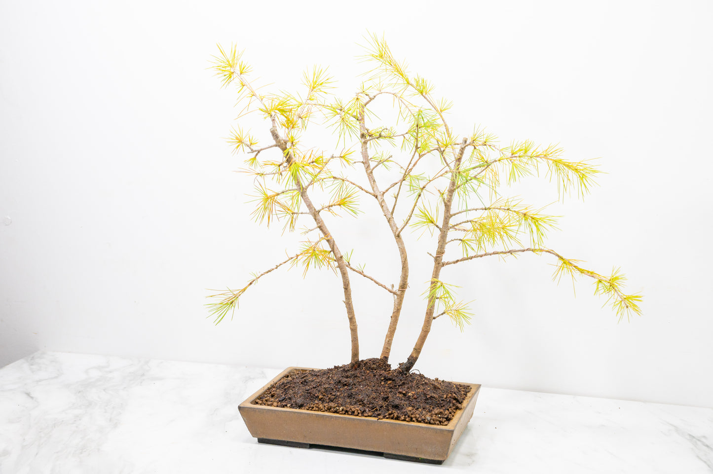 Deodar Cedar Group  Bonsai Planting