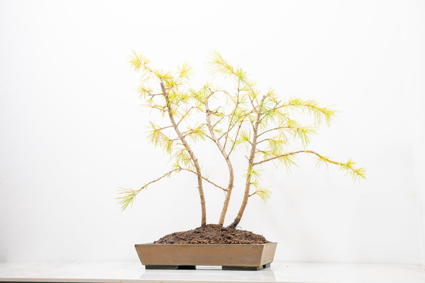 Deodar Cedar Group  Bonsai Planting