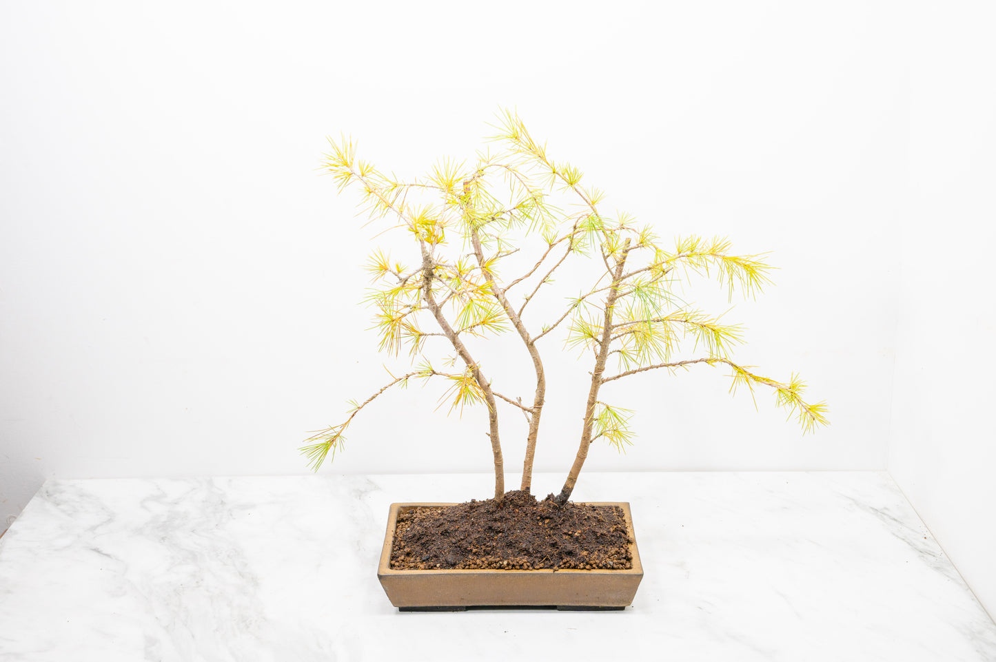 Deodar Cedar Group  Bonsai Planting