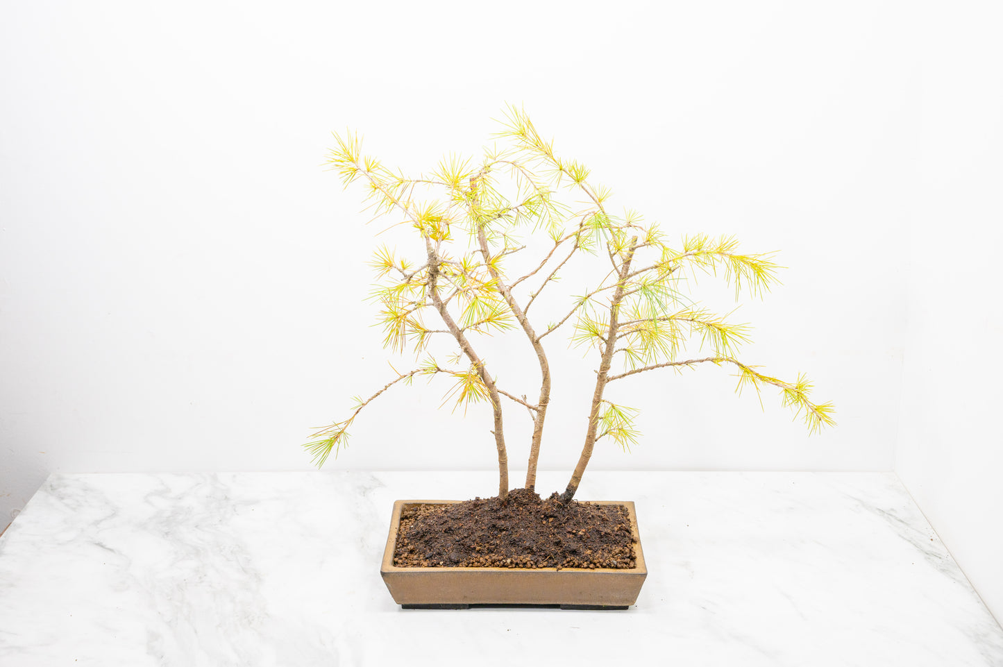 Deodar Cedar Group  Bonsai Planting