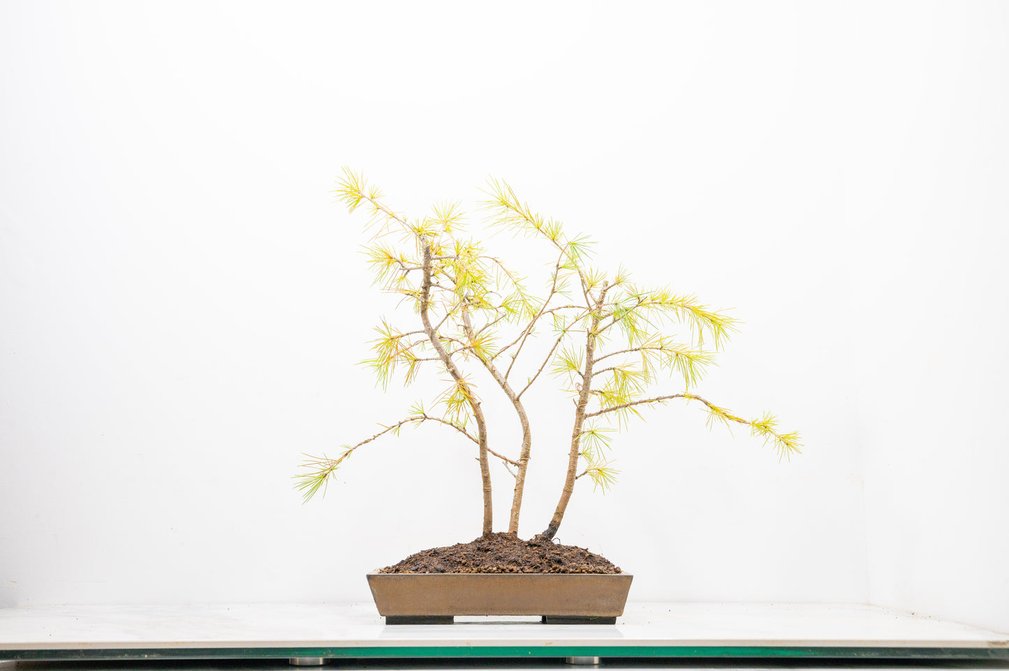 Deodar Cedar Group  Bonsai Planting