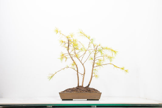 Deodar Cedar Group  Bonsai Planting