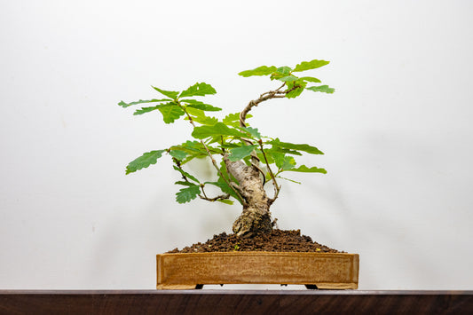 English Oak -  Bonsai in a 22cm Dish