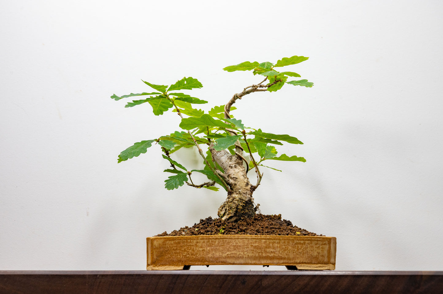 English Oak -  Bonsai in a 22cm Dish