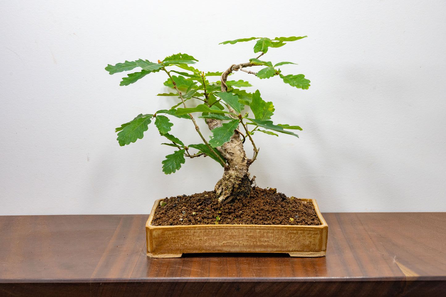 English Oak -  Bonsai in a 22cm Dish