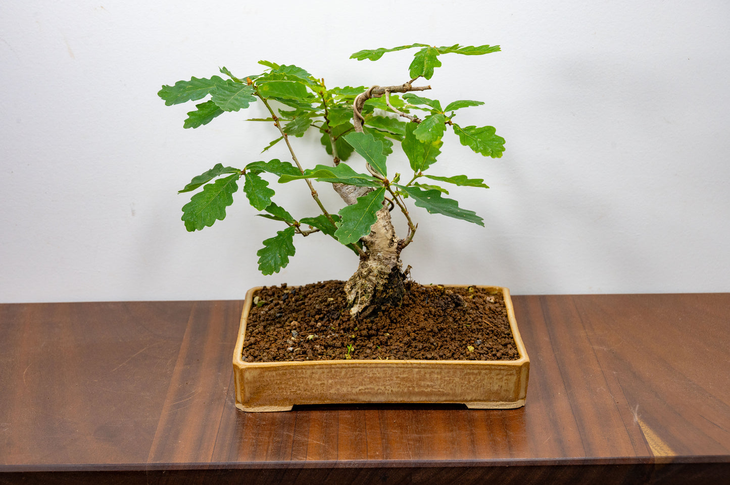 English Oak -  Bonsai in a 22cm Dish