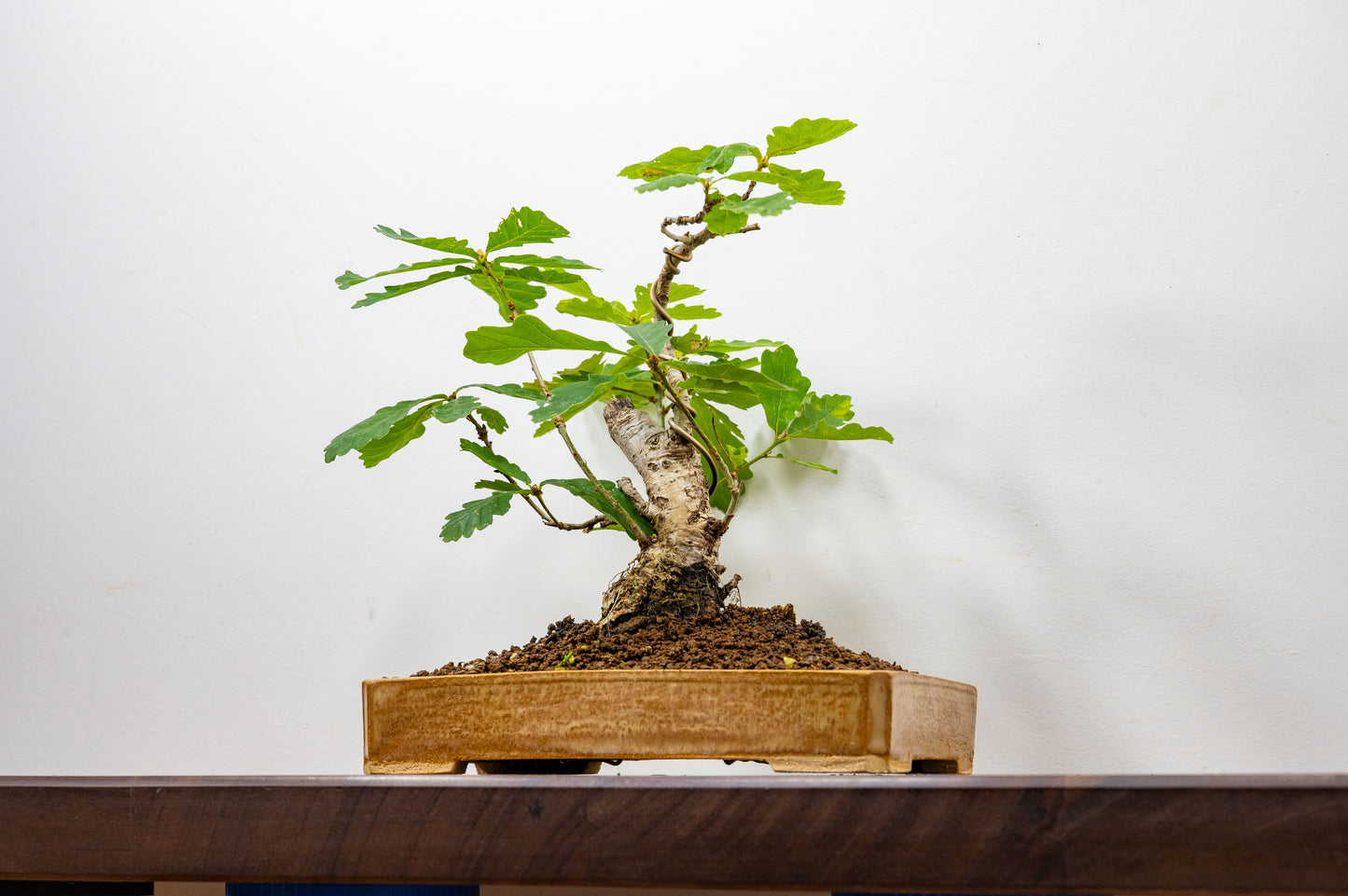 English Oak -  Bonsai in a 22cm Dish