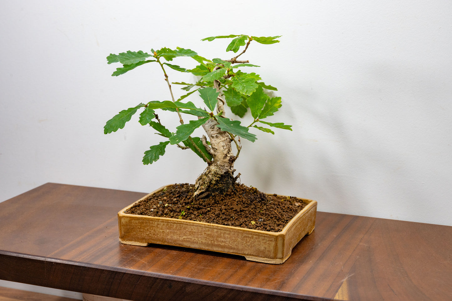 English Oak -  Bonsai in a 22cm Dish