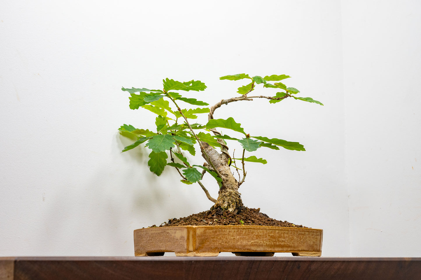 English Oak -  Bonsai in a 22cm Dish