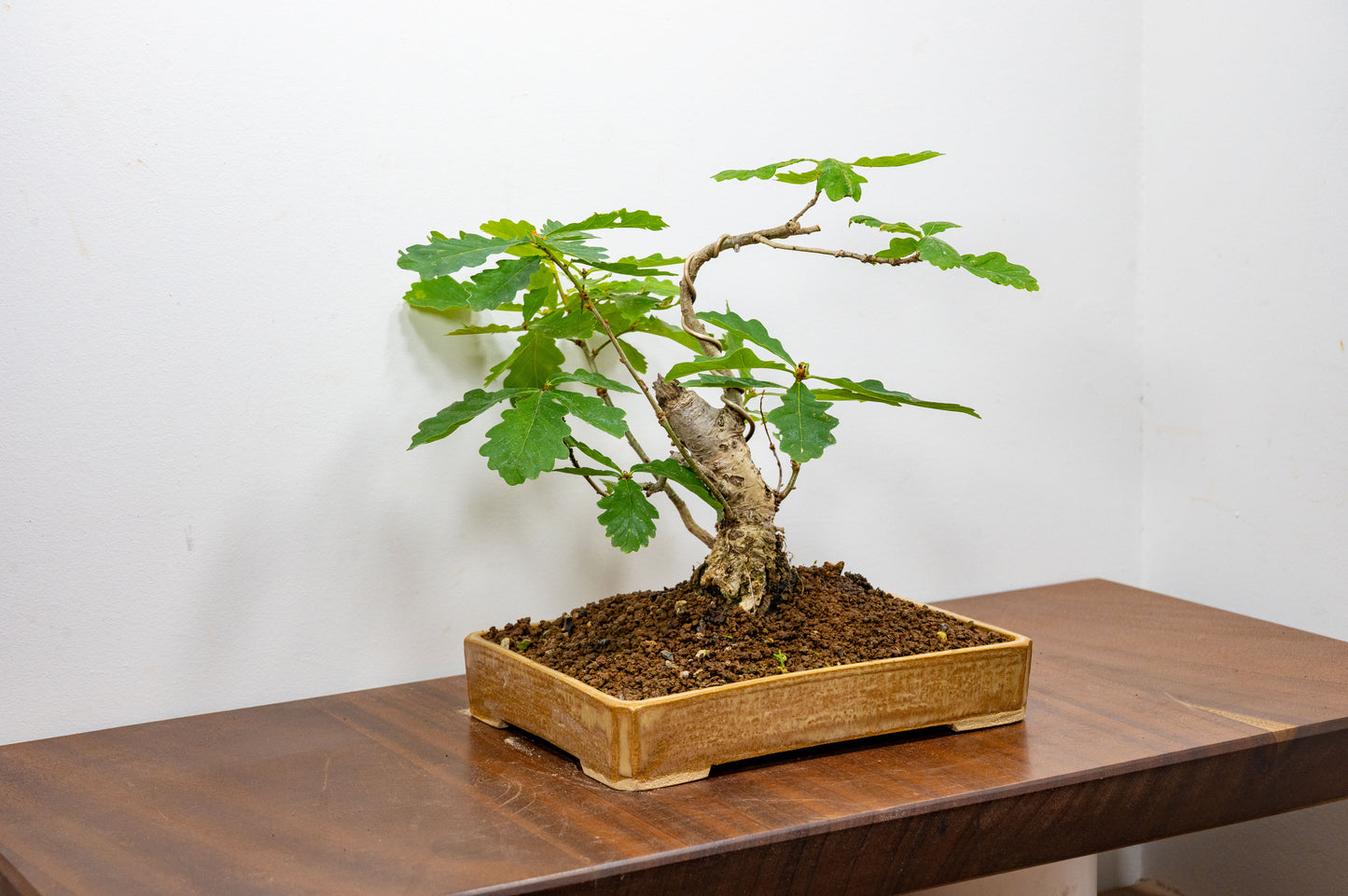 English Oak -  Bonsai in a 22cm Dish