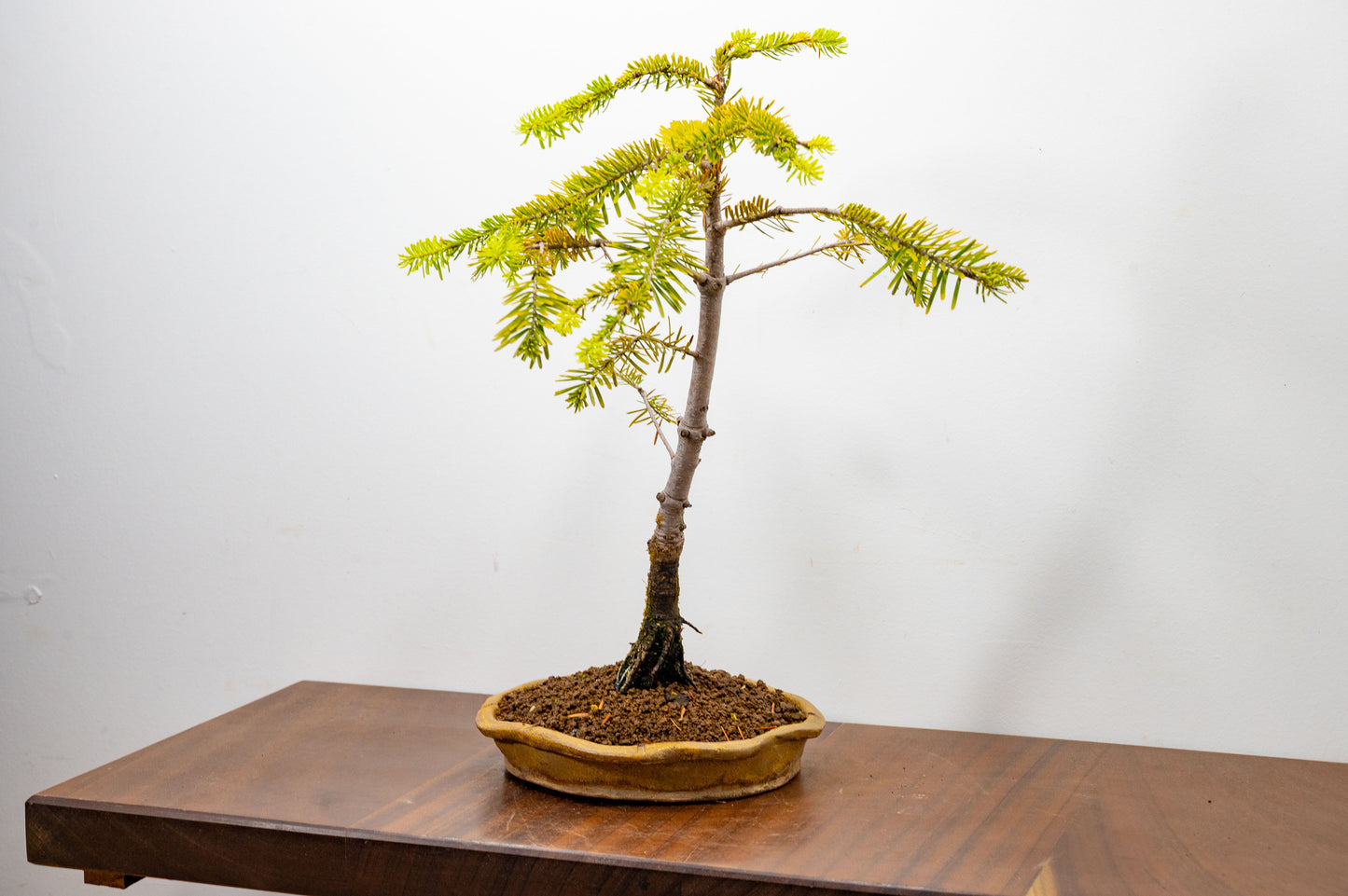 Korean Fir - Abies Bonsai