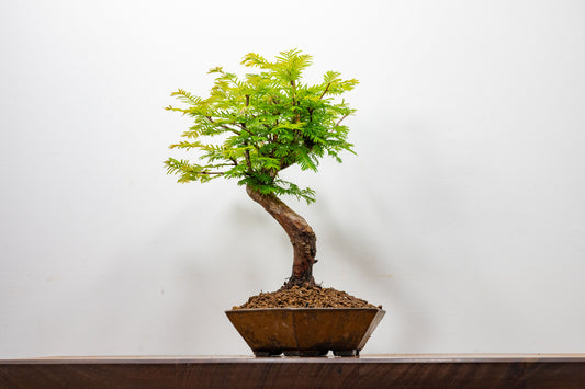 Dawn Redwood  Bonsai