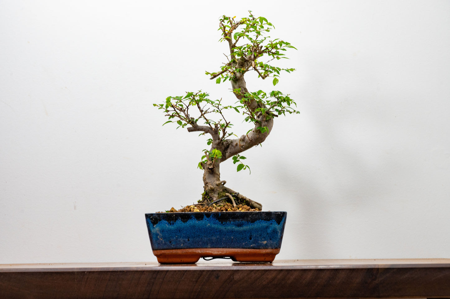 Chinese Elm Bonsai and Care Kit in 20cm Navy Ceramic Pot