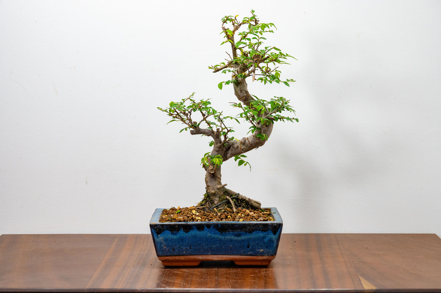 Chinese Elm Bonsai and Care Kit in 20cm Navy Ceramic Pot
