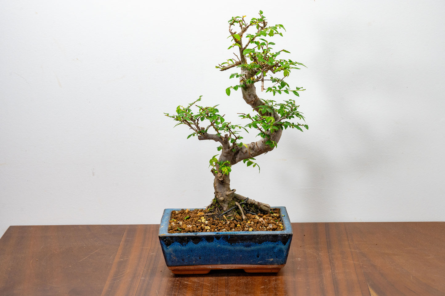 Chinese Elm Bonsai and Care Kit in 20cm Navy Ceramic Pot