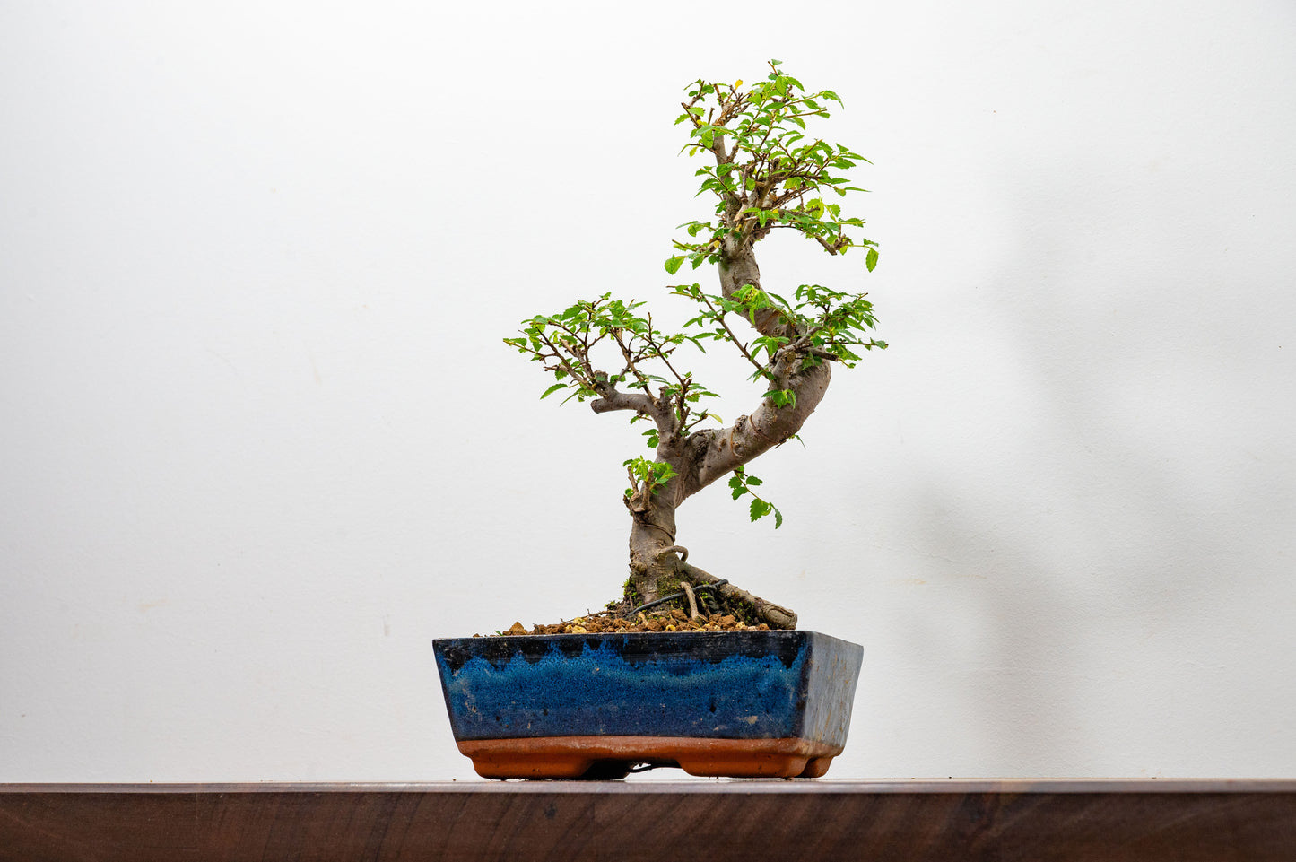 Chinese Elm Bonsai and Care Kit in 20cm Navy Ceramic Pot