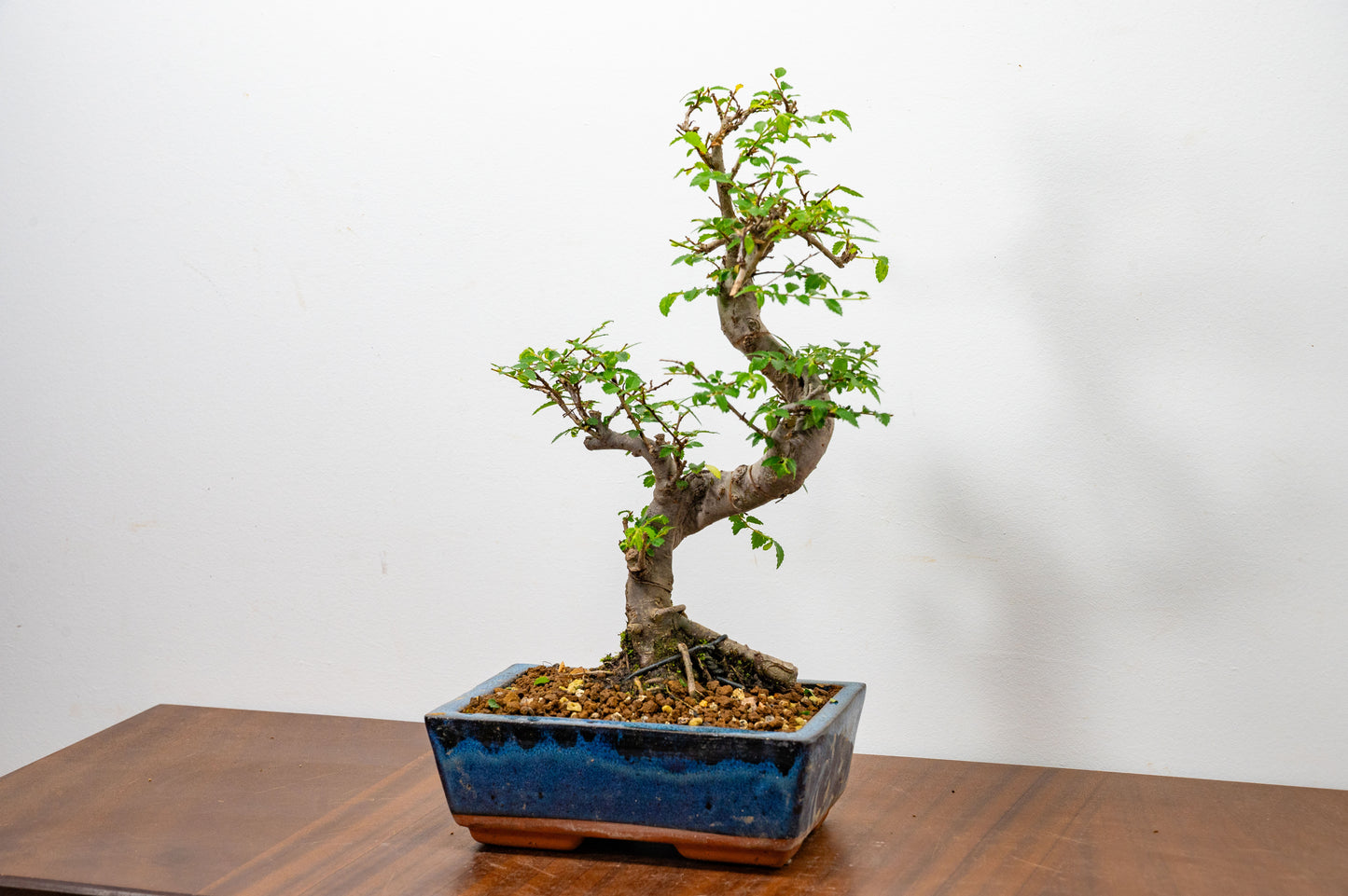 Chinese Elm Bonsai and Care Kit in 20cm Navy Ceramic Pot