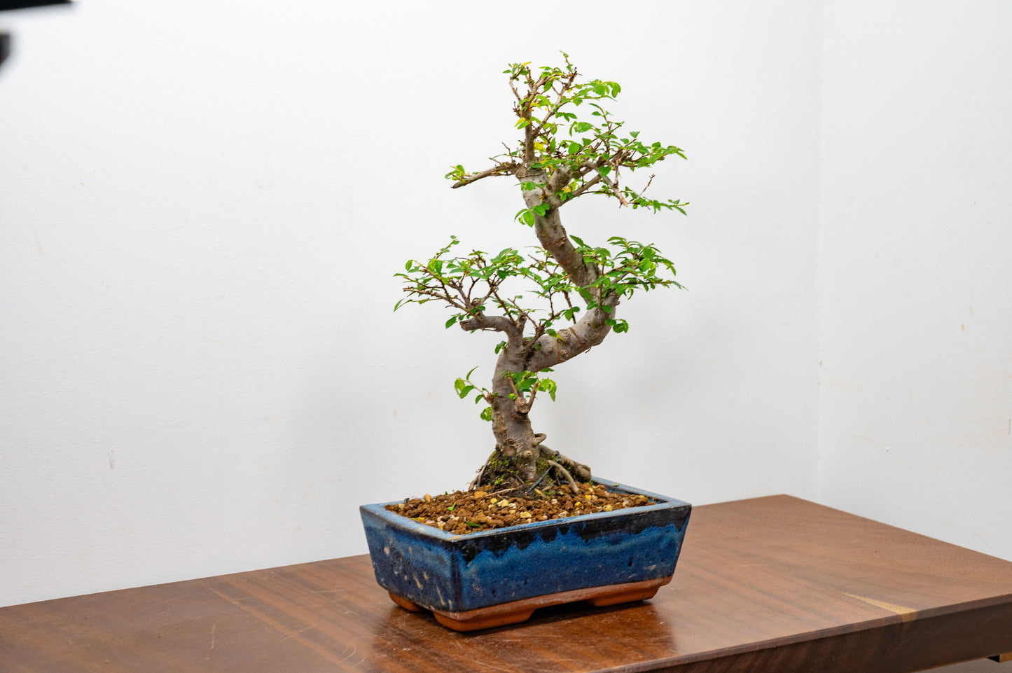 Chinese Elm Bonsai and Care Kit in 20cm Navy Ceramic Pot