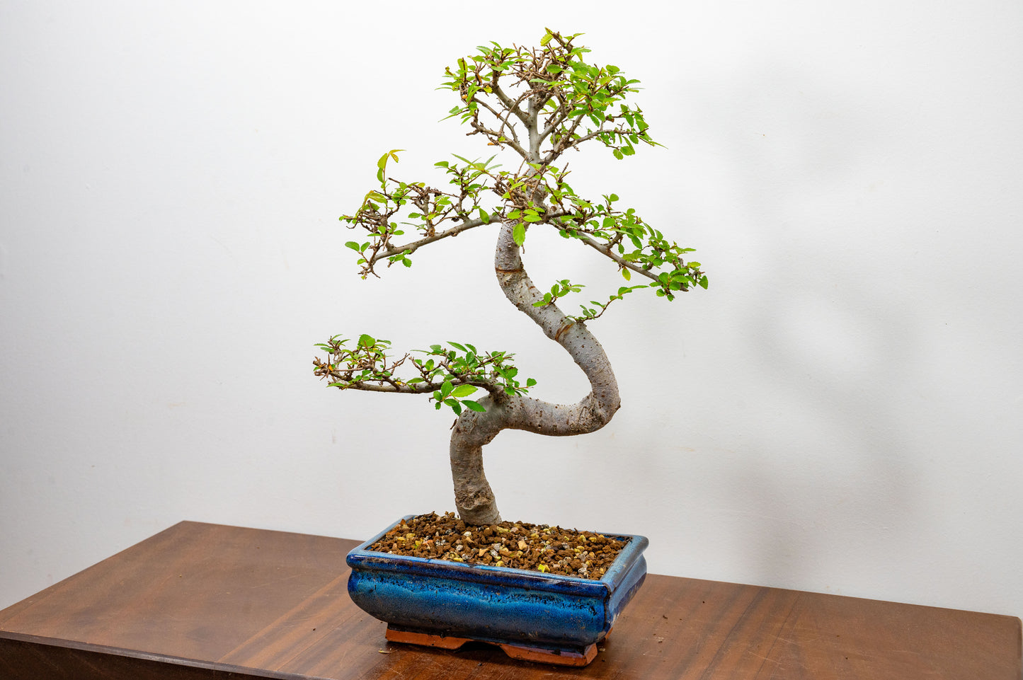 Chinese Elm Bonsai and Care Kit in 20cm Navy Ceramic Pot