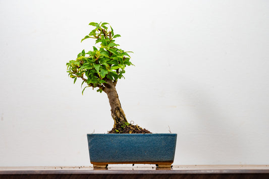 Bougainvillea  Pink Flowering Bonsai - 12cm Matt Blue pot