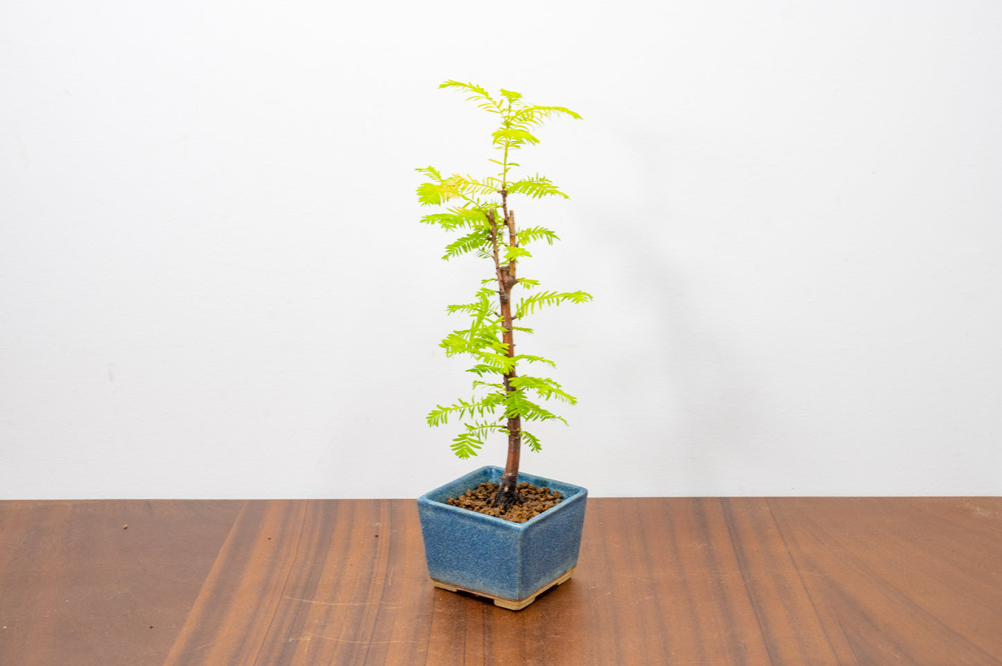 Dawn Redwood - Starter Bonsai  Signature Bundle