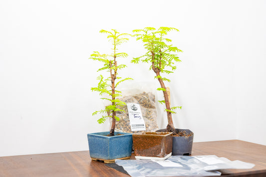 Dawn Redwood - Starter Bonsai  Signature Bundle