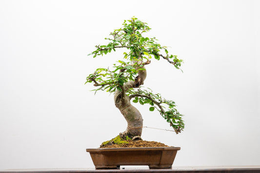 Chinese Elm Bonsai in 23cm Venus Brown Ceramic Dish+ Care Kit