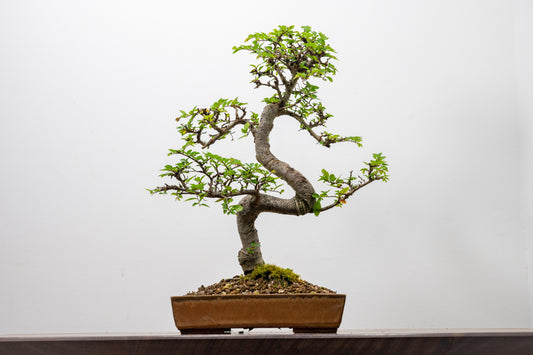 Chinese Elm Bonsai in 20 cm Topaz Ceramic Dish+ Care Kit