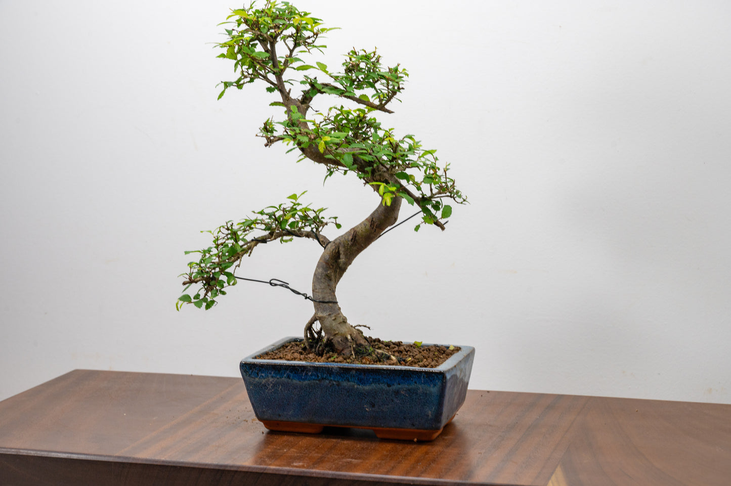 Chinese Elm Bonsai and Care Kit in 20cm Navy Ceramic Pot