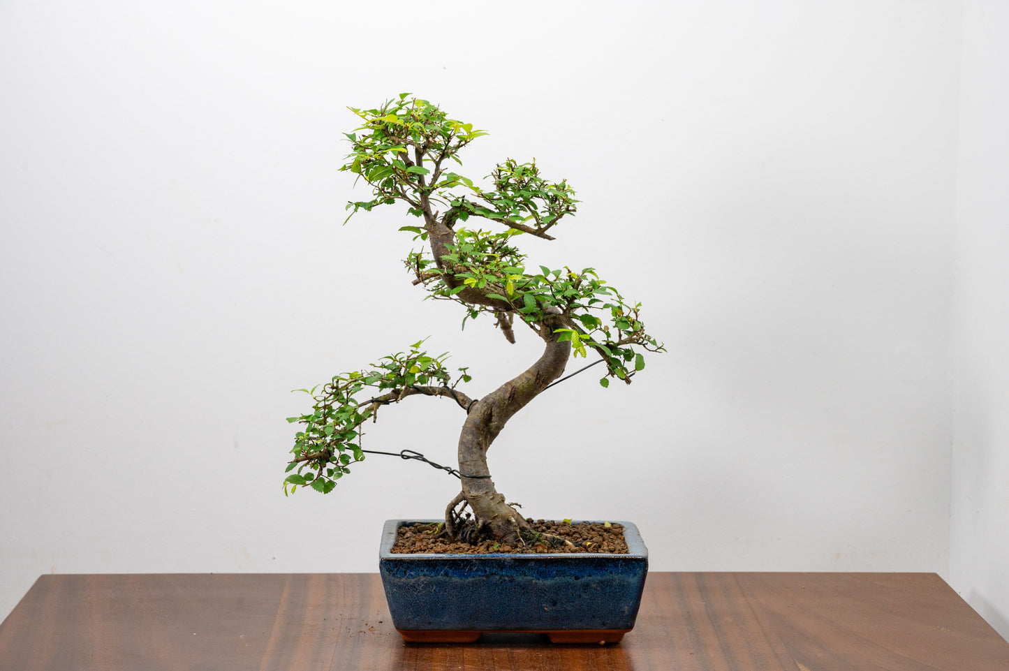 Chinese Elm Bonsai and Care Kit in 20cm Navy Ceramic Pot
