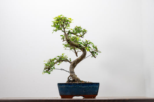 Chinese Elm Bonsai and Care Kit in 20cm Navy Ceramic Pot