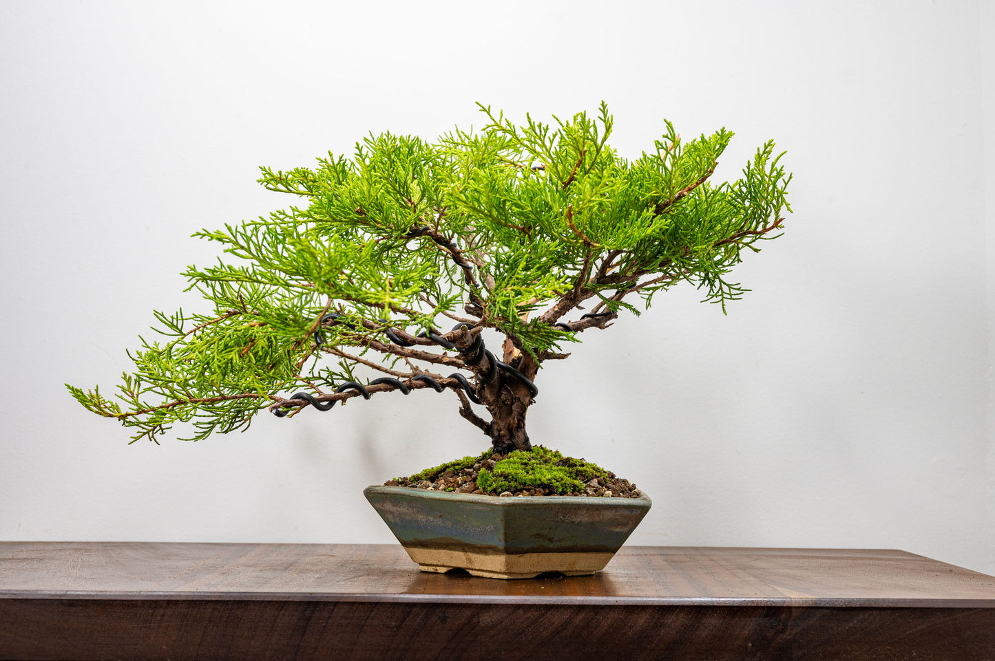 Juniper Bonsai