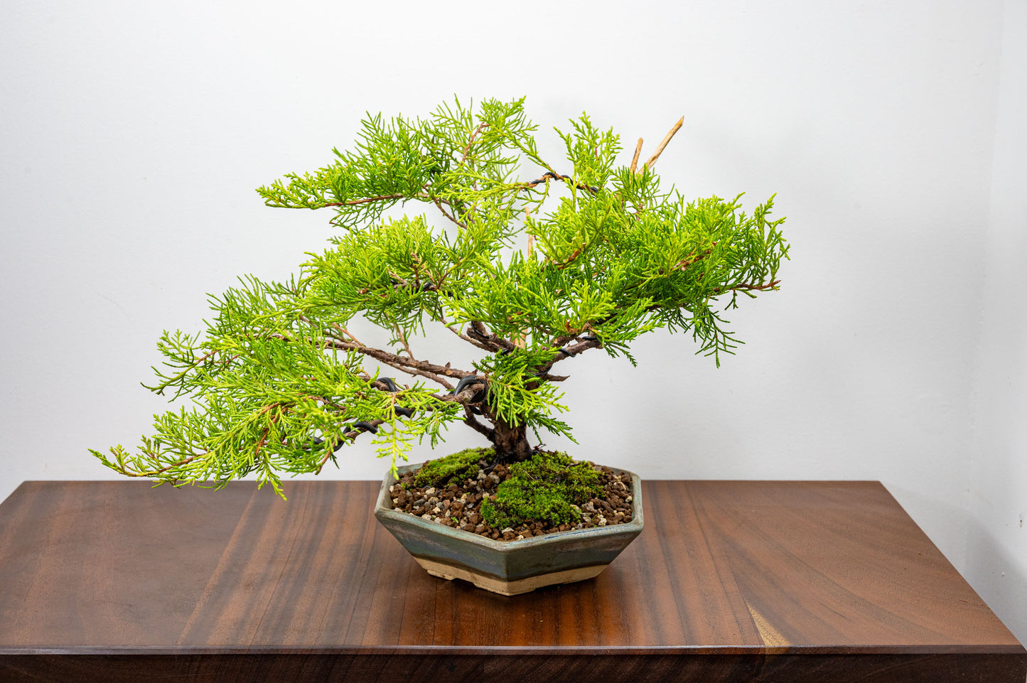 Juniper Bonsai