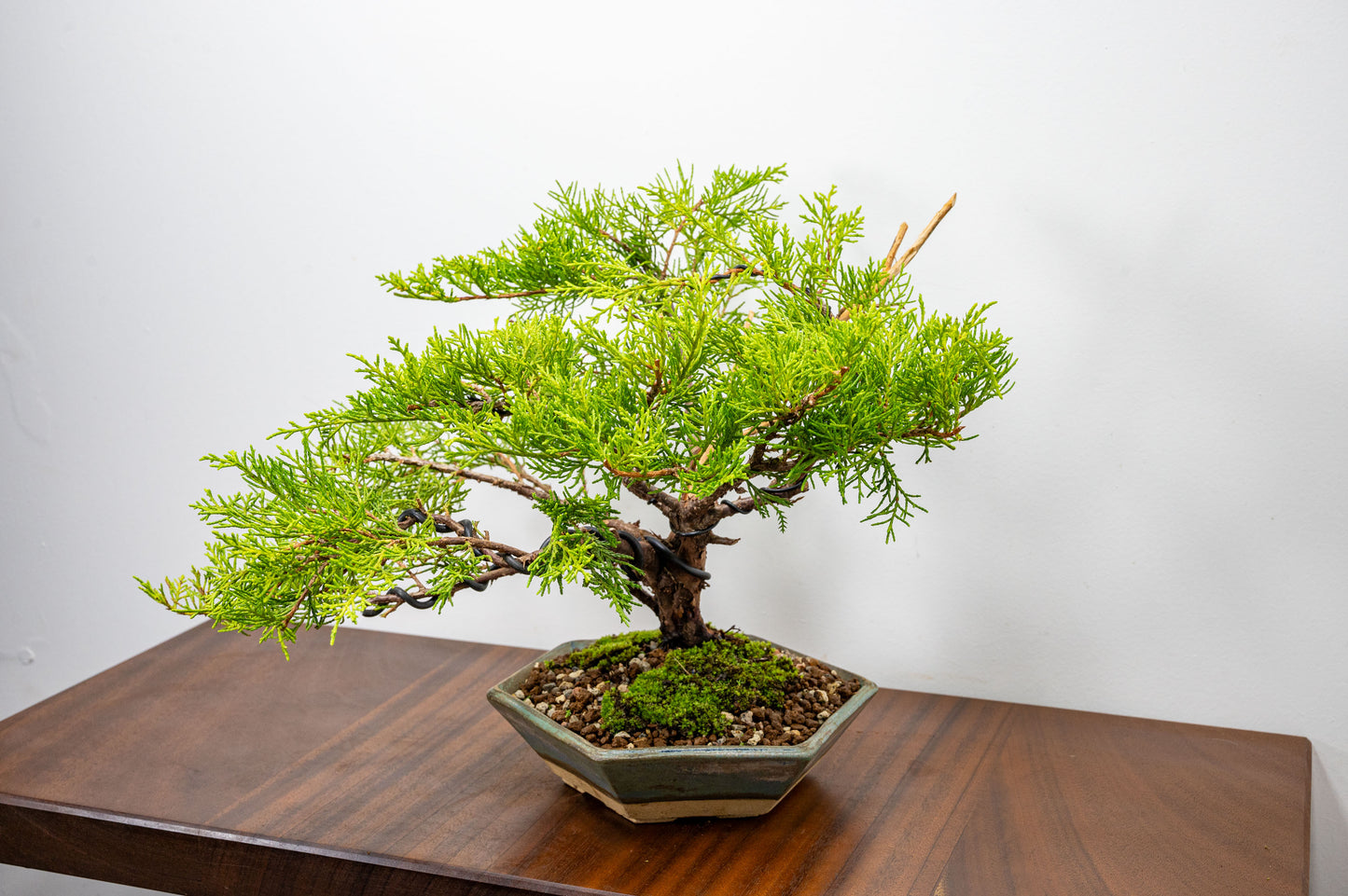 Juniper Bonsai