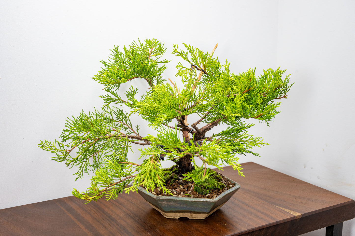 Juniper Bonsai