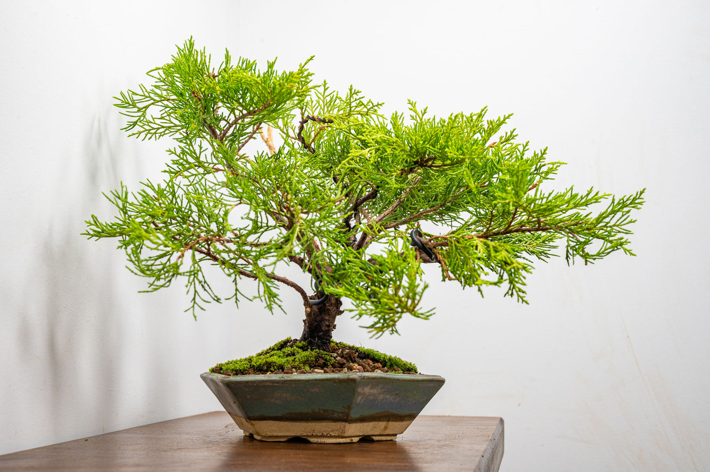 Juniper Bonsai