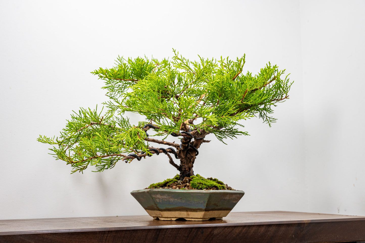 Juniper Bonsai